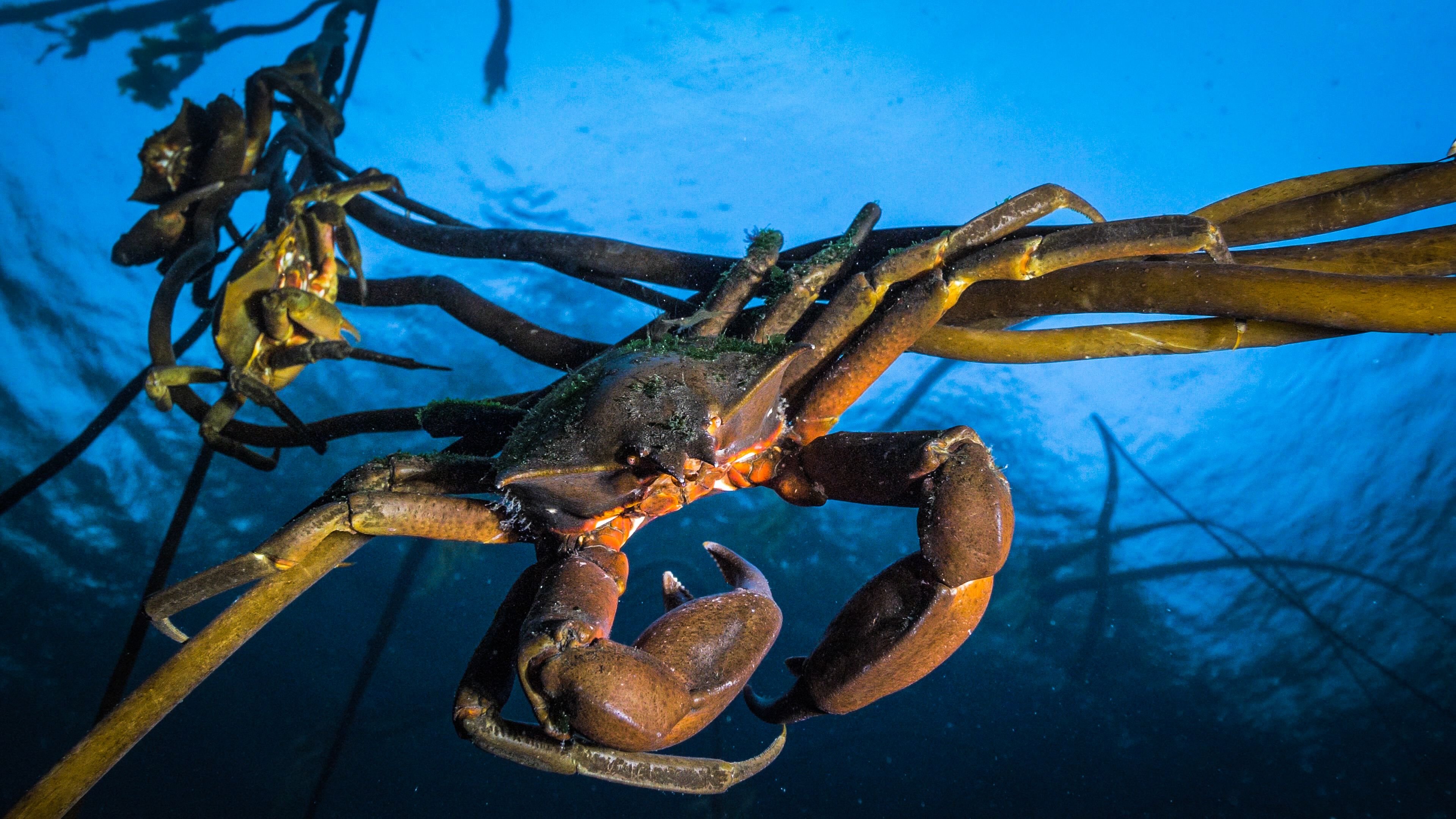 crab kelp forest