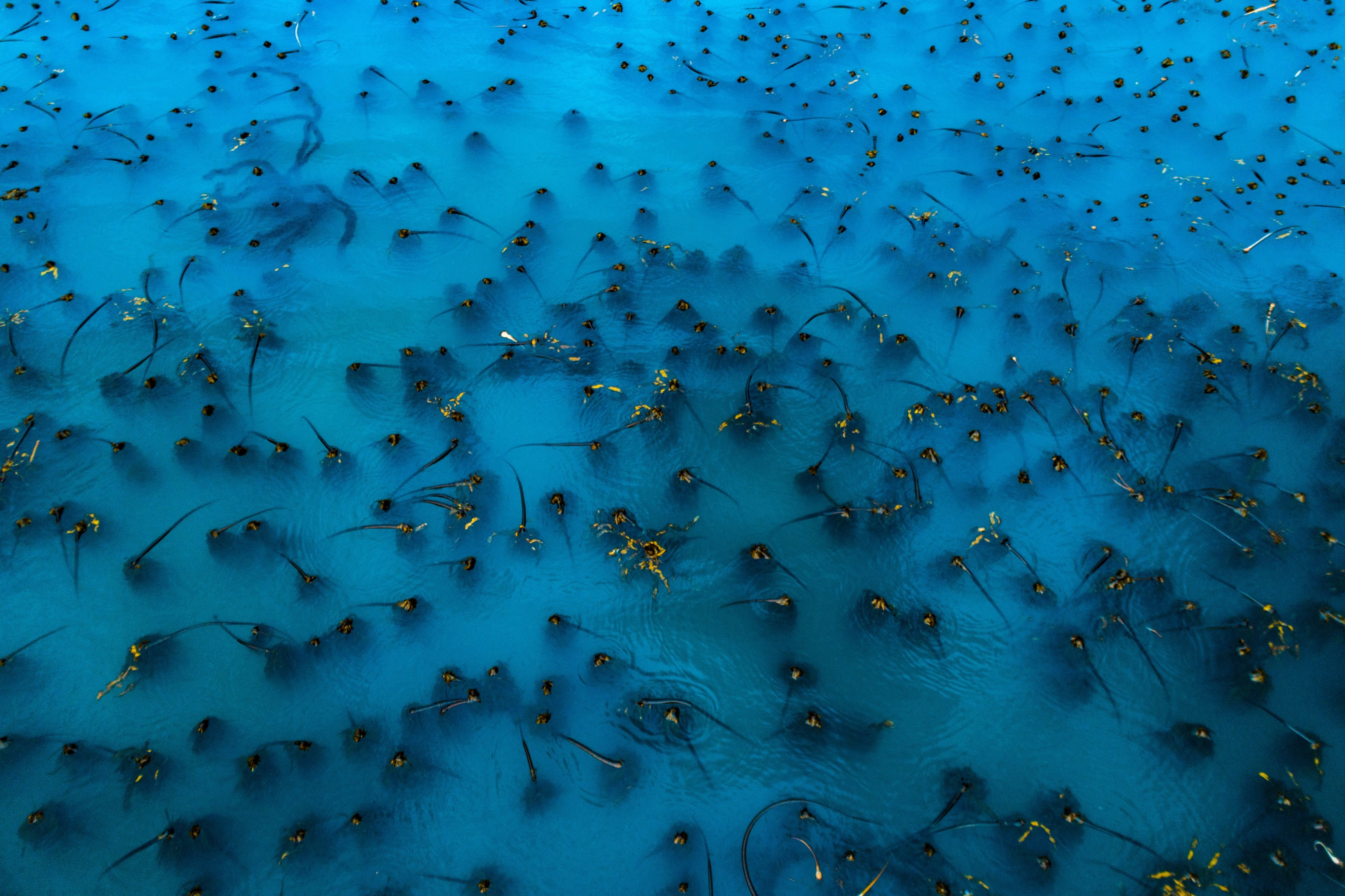 kelp forest aerial